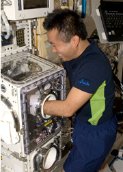 Astronaut Koichi Wakata working on the Dome Gene Experiment. (Courtesy: NASA/JAXA)