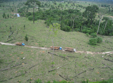 Illegal logging in the Amazon