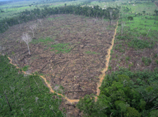 Clear-cut area in a forest discovered by ALOS