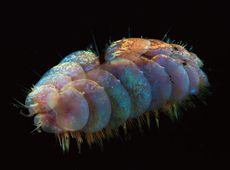Scale worm that lives in the deep sea (courtesy: Yoshihiro Fujiwara/JAMSTEC)