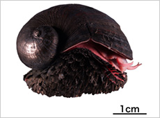 Black scaly-foot gastropod (courtesy: JAMSTEC)