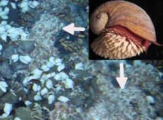 From a 2009 survey in the Indian Ocean. Dr. Takai felt victorious when he found a group of white scaly-foot snails on sea floor. The whitish and brown shells are scaly-foot snails. (courtesy: Ken Takai/JAMSTEC)