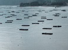 Yamada Bay, Iwate prefecture, photographed in December 2012. New cultivation rafts are visible. (courtesy: Ryuzo Yokoyama)