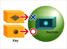 A reactive site in a protein is a keyhole. and a compound that stops a chemical reaction is a key