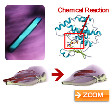 Protein involved in muscular dystrophy, and muscle atrophy reduced by the protein (courtesy: Dr. Yoshihiro Urade, Osaka Bioscience Institute)