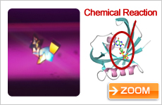 Protein involved in inhibition of cancer proliferation (courtesy: Prof. Yuriko Yamagata, Kumamoto University)