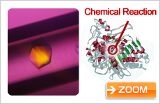 Protein that degrades nylon oligomer (courtesy: Prof. Yoshiki Higuchi, University of Hyogo)