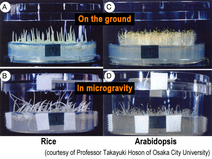 Plant Growth in Microgravity  