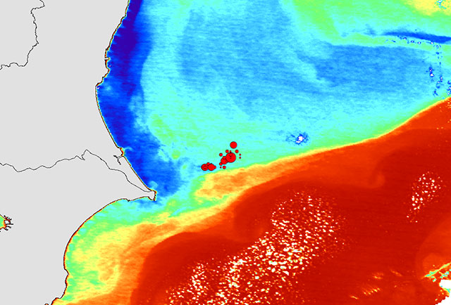 Surface water temperature and the seine fishing ground as observed by Shikisai