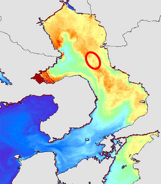 Chlorophyll concentrations and algal blooms