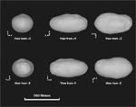 Radar Observations Model of Asteroid ITOKAWA